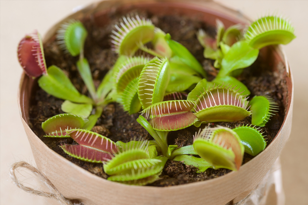 Cuidados de las plantas carnívoras