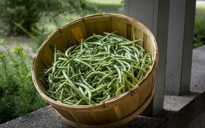 Cultivo de la judía: Cómo plantar judías verdes