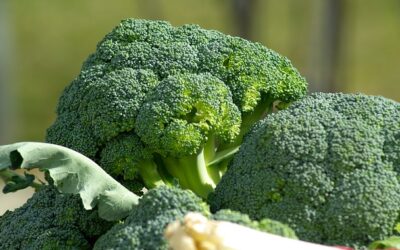 Cultivo del brócoli: Cómo plantar brocoli fácil