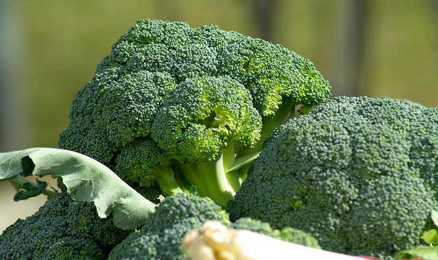 Cultivo del brócoli: Cómo plantar brocoli fácil