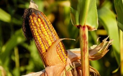 Cultivo del maíz: Cómo plantar maíz