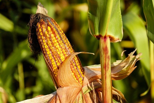 Cultivo del maíz: Cómo plantar maíz