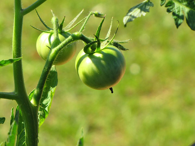 Tomatera