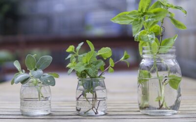 Descubre cuáles son las plantas medicinales que no pueden faltar en tu hogar