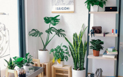 ¿Dónde se colocan las plantas según el Feng Shui?