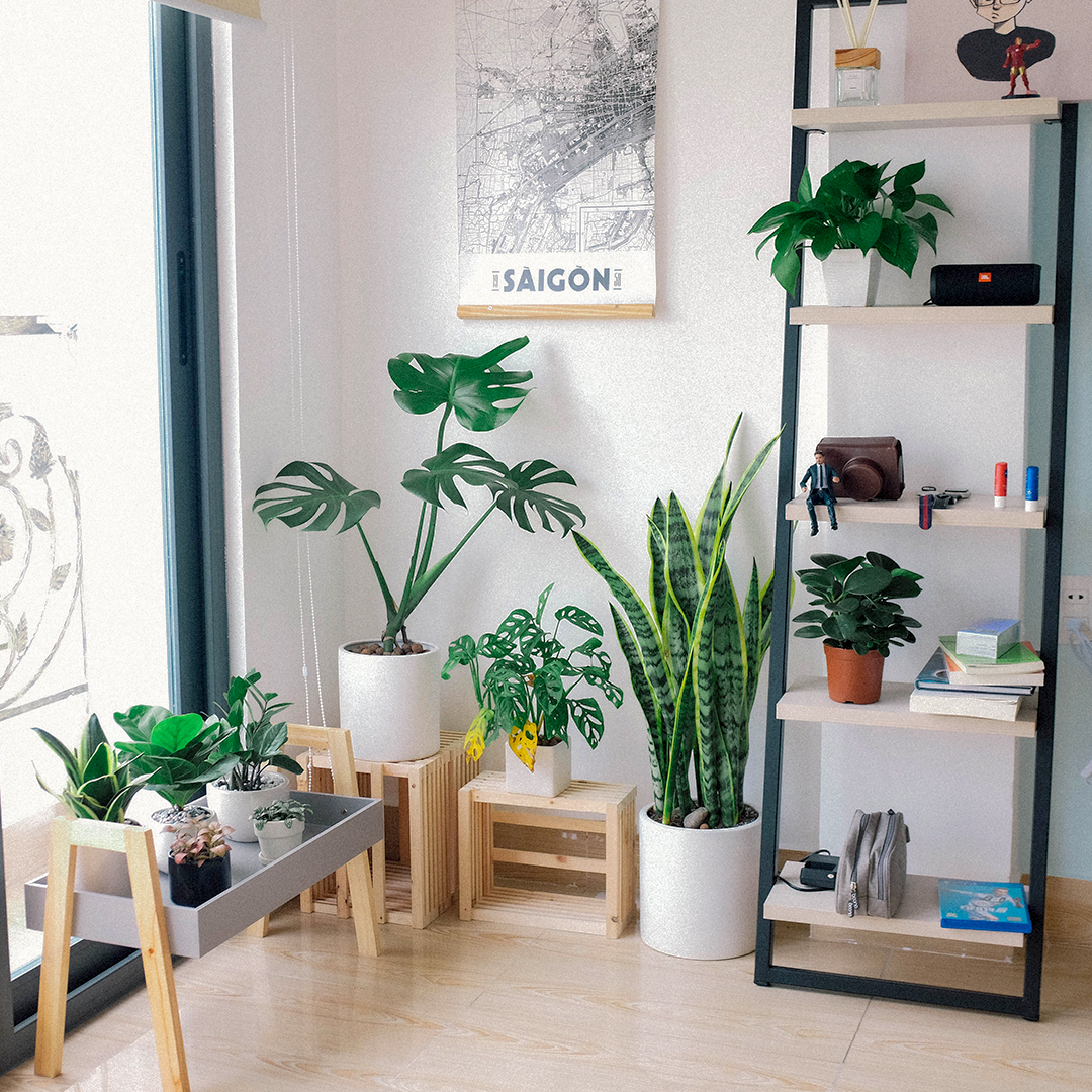 ¿Dónde se colocan las plantas según el Feng Shui?