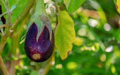 El cultivo de la berenjena