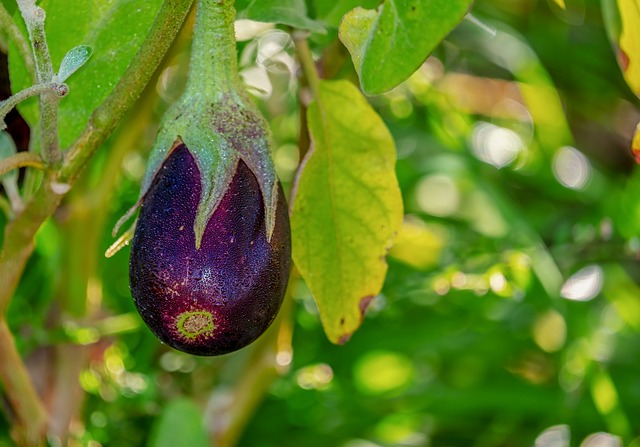 El cultivo de la berenjena