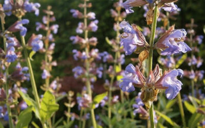 El cultivo de la salvia