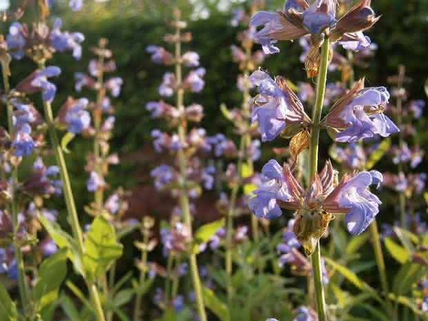 El cultivo de la salvia