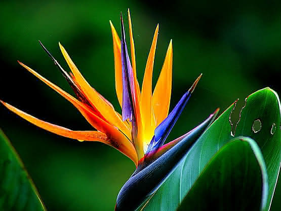 El cultivo de la strelitzia: Plantar Ave del paraíso