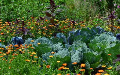 El Huerto en Agosto: ¿Qué plantar en Verano?