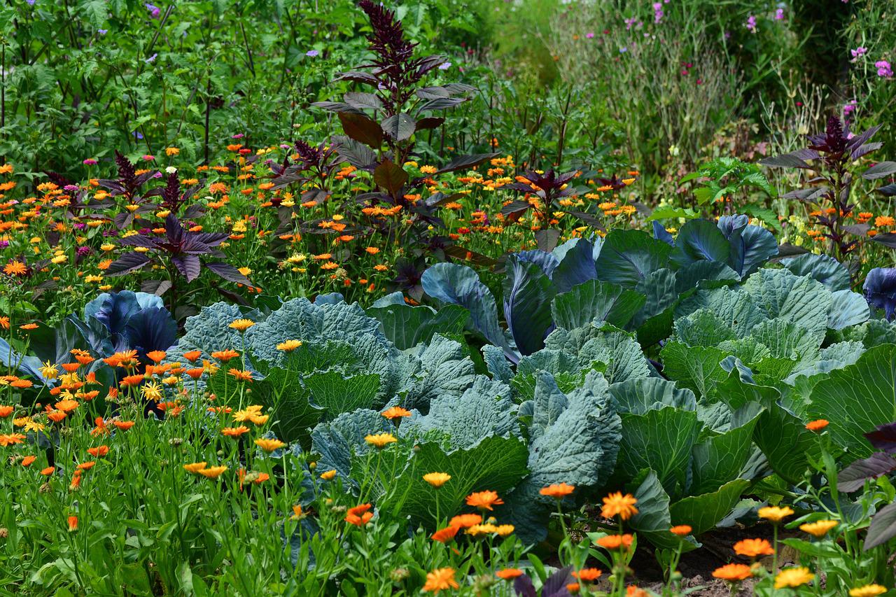 El Huerto en Agosto: ¿Qué plantar en Verano?