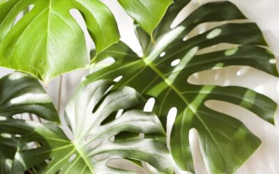 ¿Eres un plant killer? Descubre la Monstera