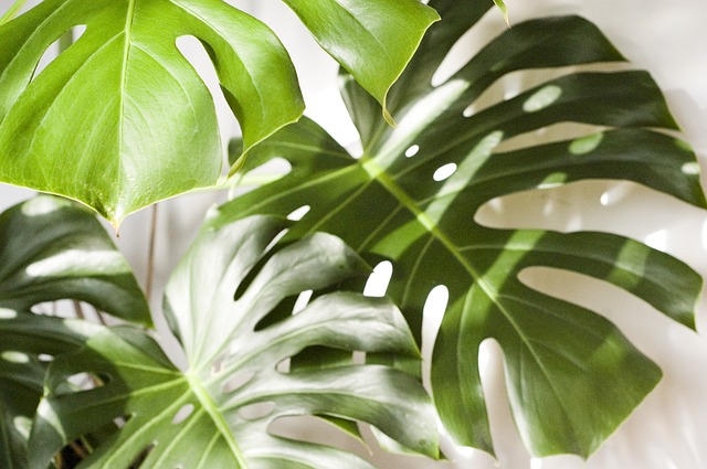 ¿Eres un plant killer? Descubre la Monstera