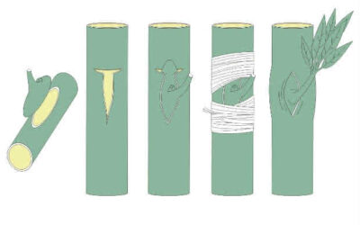 Esquejes, multiplicación de plantas