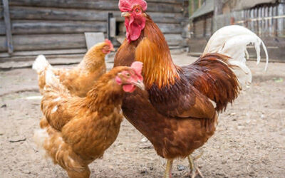 Gallinas… ¿Por dónde empezar?