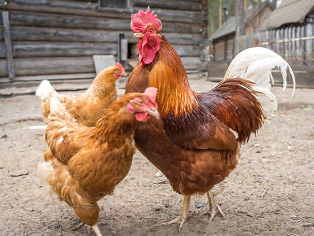 Gallinas… ¿Por dónde empezar?