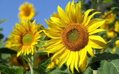 Girasoles en el huerto urbano