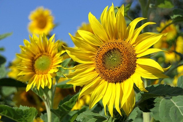 Girasoles en el huerto urbano