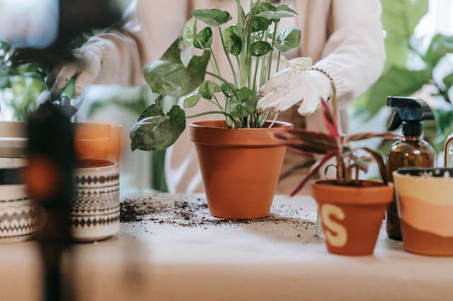 Guía de Insecticidas para plantas