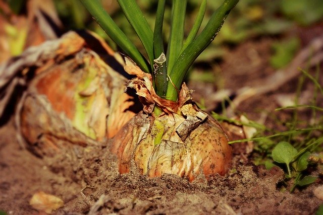 La cebolla: un cultivo milagroso