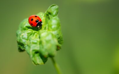 La mariquita: un insecticida 100% natural