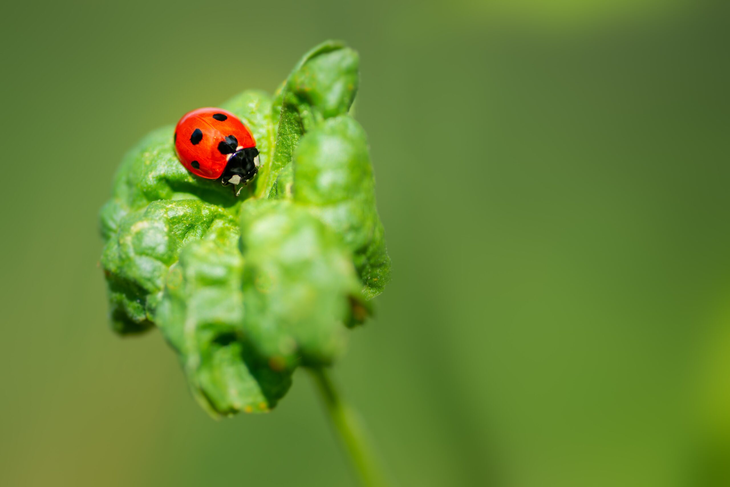 La mariquita: un insecticida 100% natural