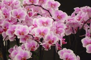 Las orquídeas, la familia de las flores