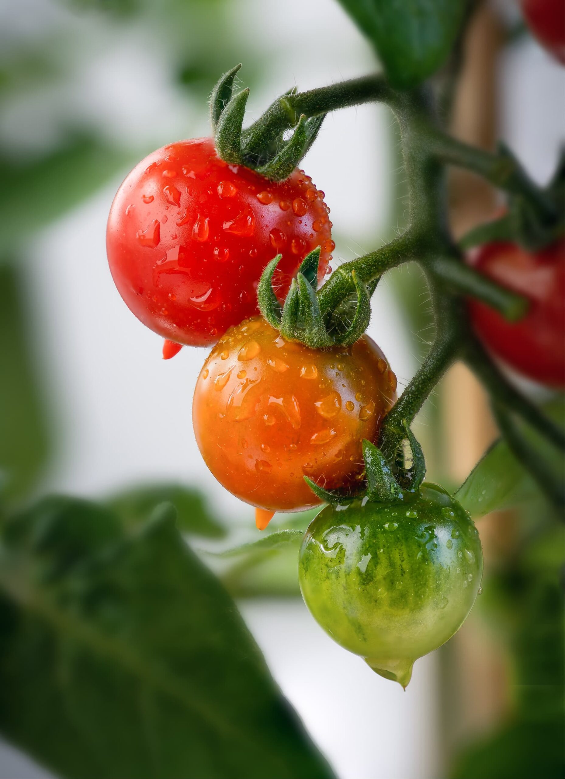 Las plagas y enfermedades del tomate que debes conocer