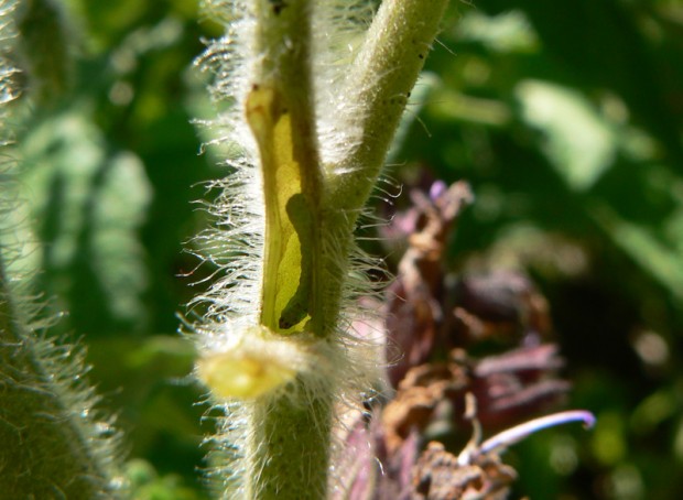 la oruga del tomate