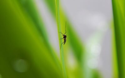 Plantas repelentes de mosquitos