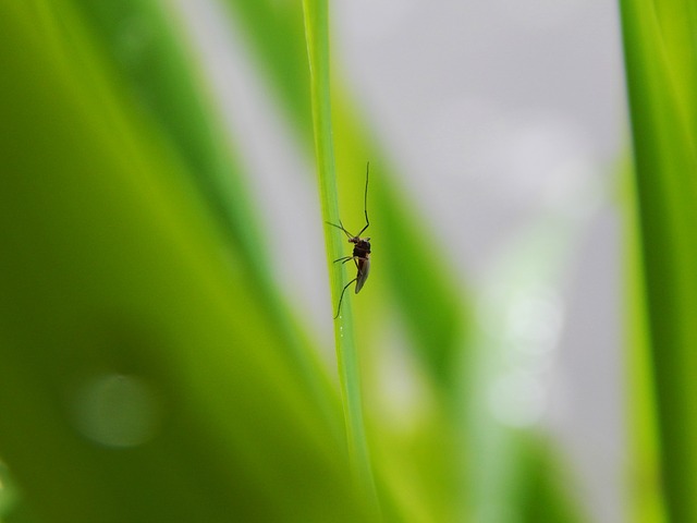 Plantas repelentes de mosquitos