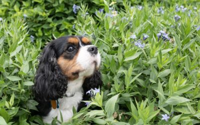 Plantas venenosas para animales