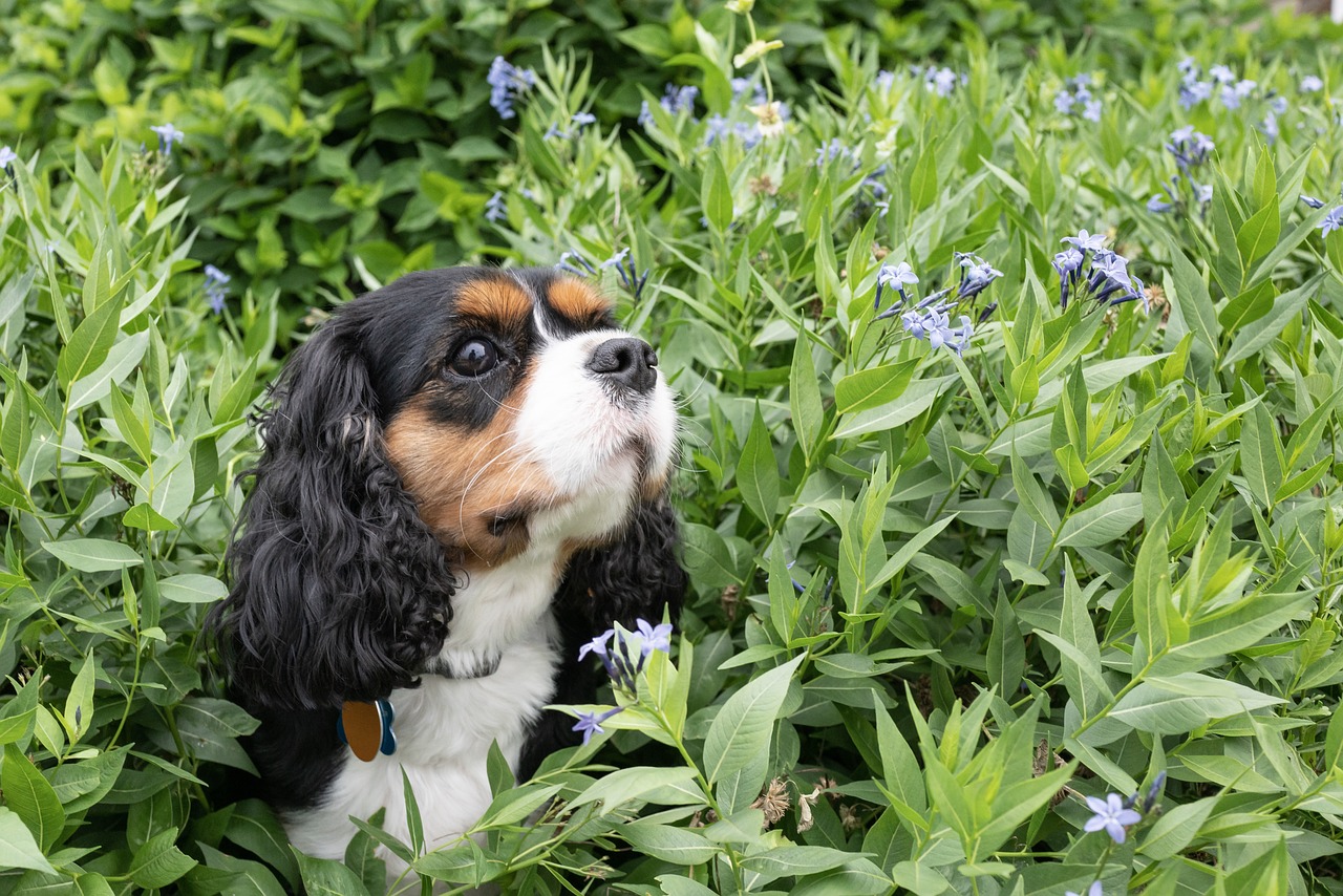 Plantas venenosas para animales