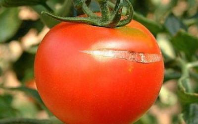 ¿Por qué se agrietan los tomates?