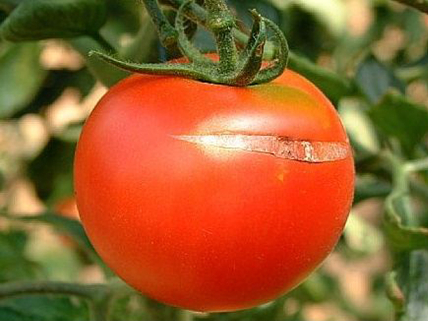 ¿Por qué se agrietan los tomates?