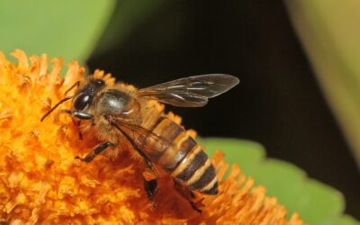 ¿Por qué son importantes las abejas?