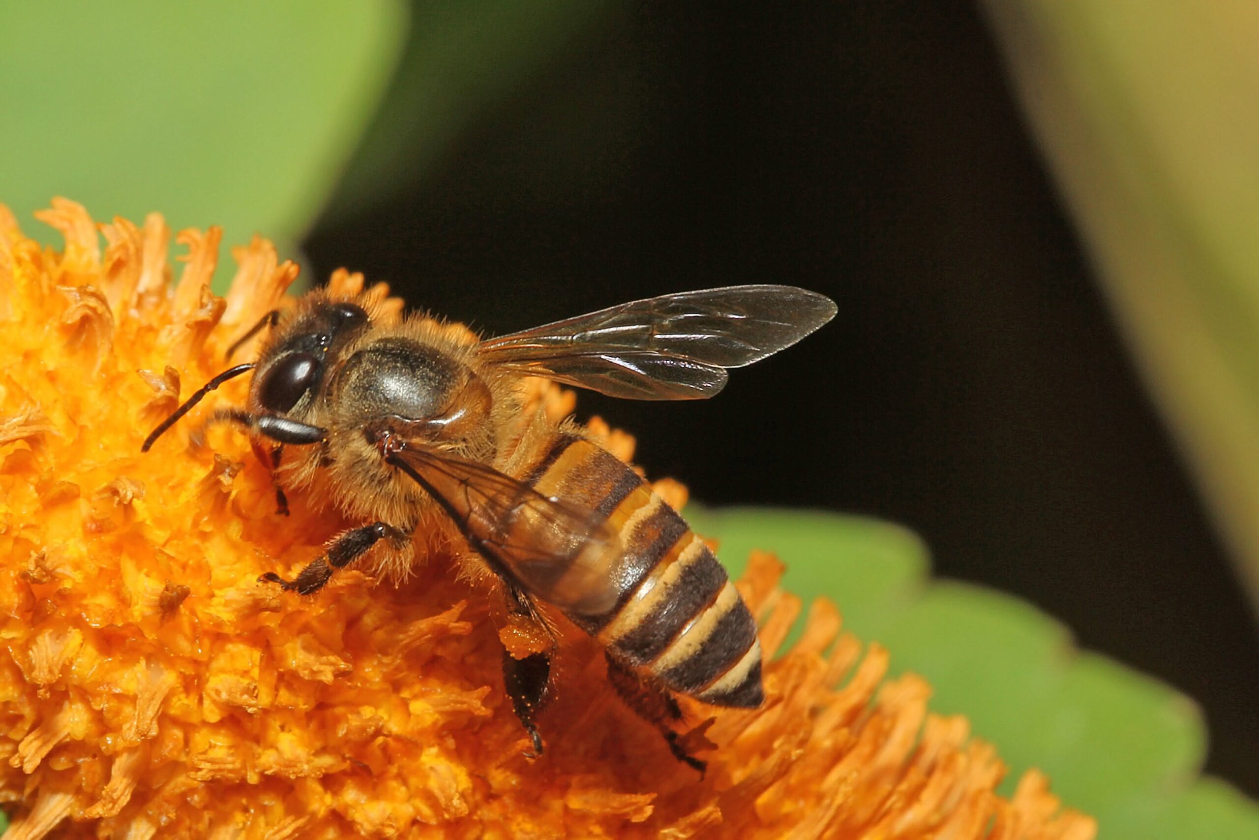 ¿por Qué Son Importantes Las Abejas Tropical Invernaderos 