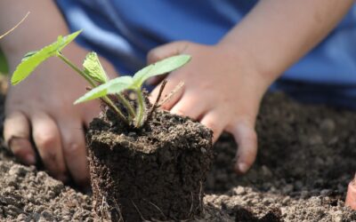 ¿Por qué un sustrato sin turba es la opción más sostenible para tu huerto y plantas?