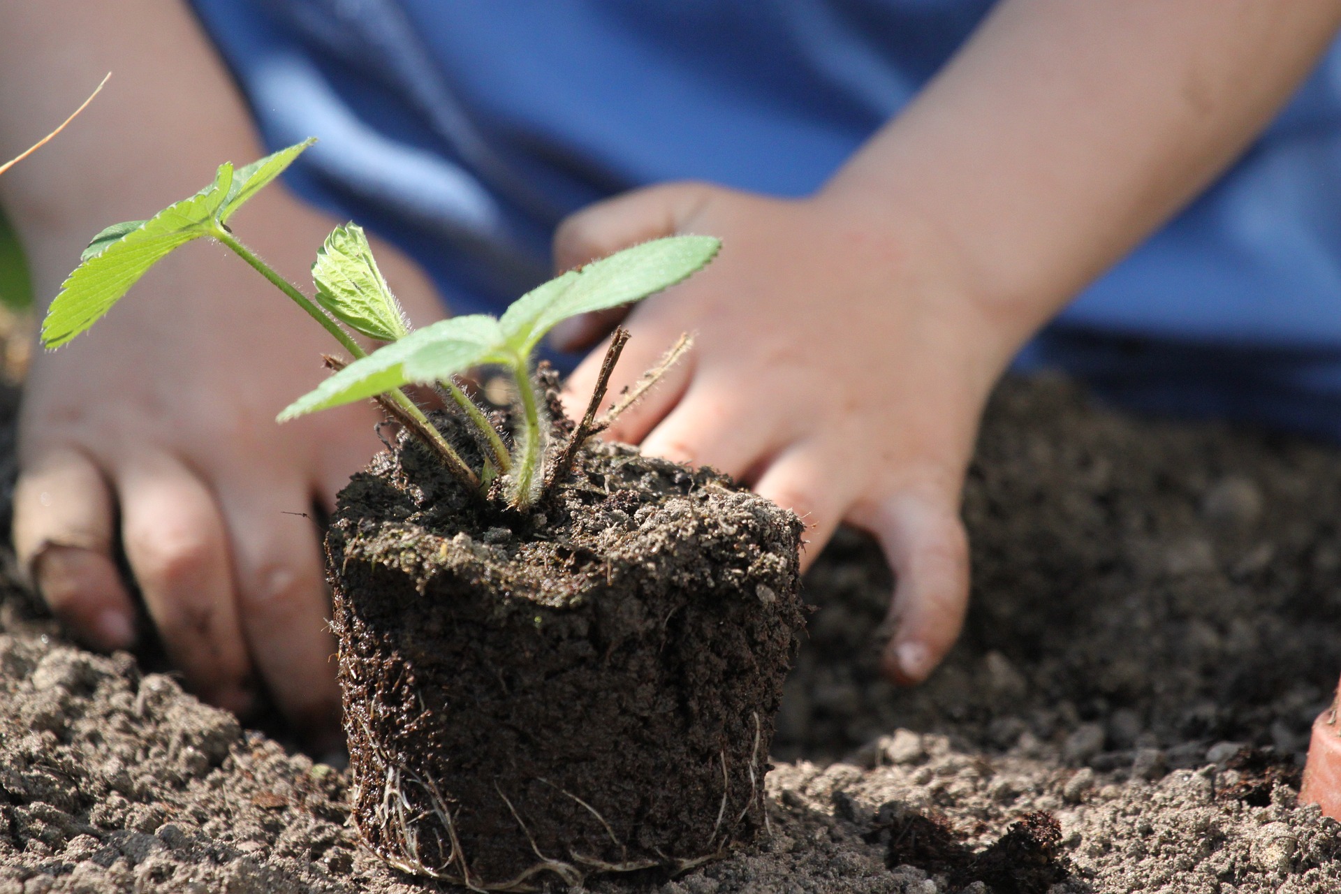 ¿Por qué un sustrato sin turba es la opción más sostenible para tu huerto y plantas?