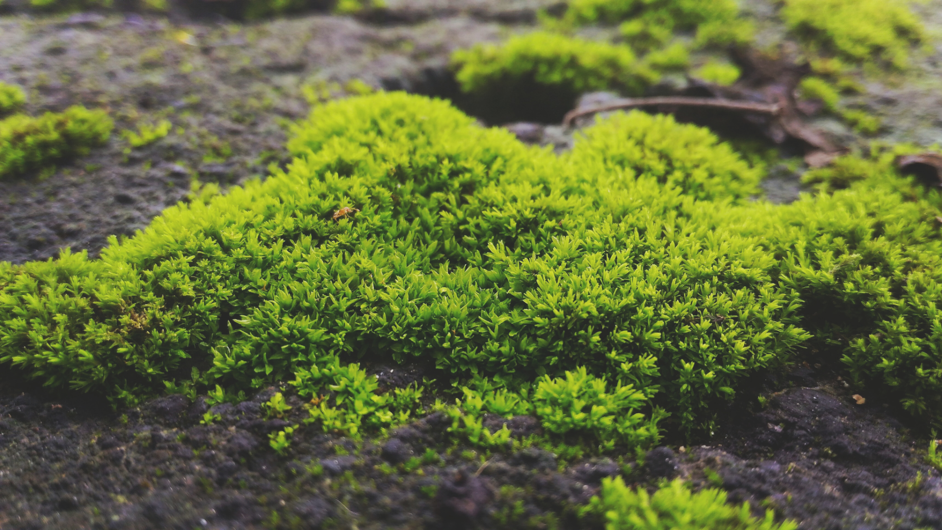 ¿Qué es el musgo Sphagnum y cómo usarlo?