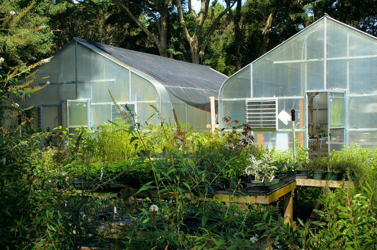 Qué plantar en diciembre en el huerto