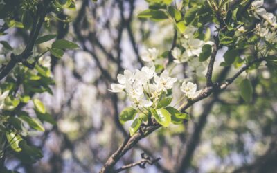 Qué plantar en febrero en el huerto