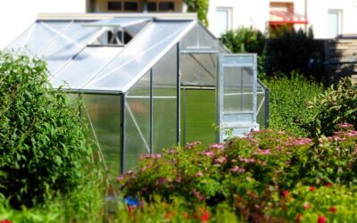 Qué plantar en noviembre en el huerto