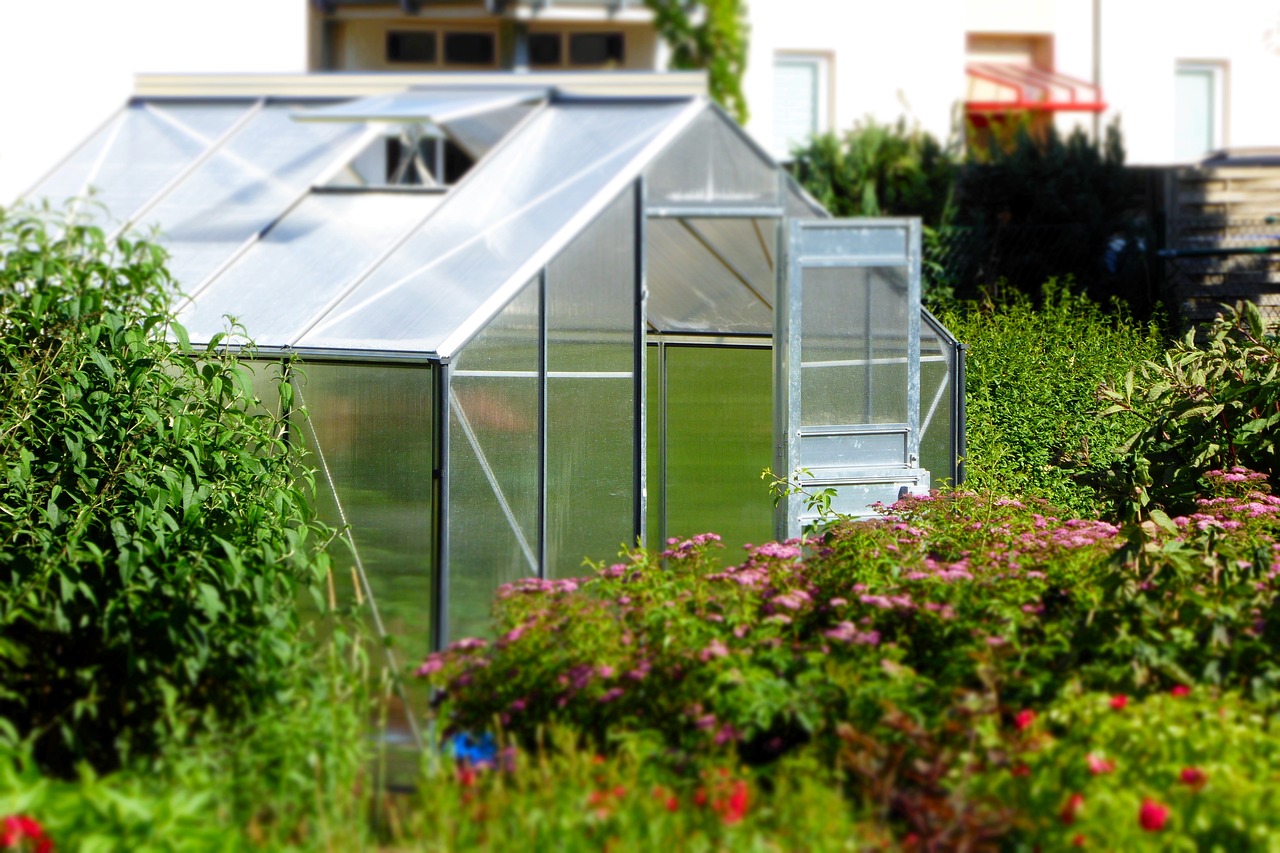 Qué plantar en noviembre en el huerto