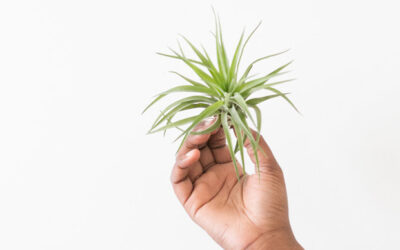 ¿Qué son las tillandsias y cómo cuidarlas?