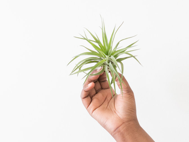 ¿Qué son las tillandsias y cómo cuidarlas?