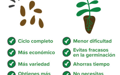 Semillas o Plantón