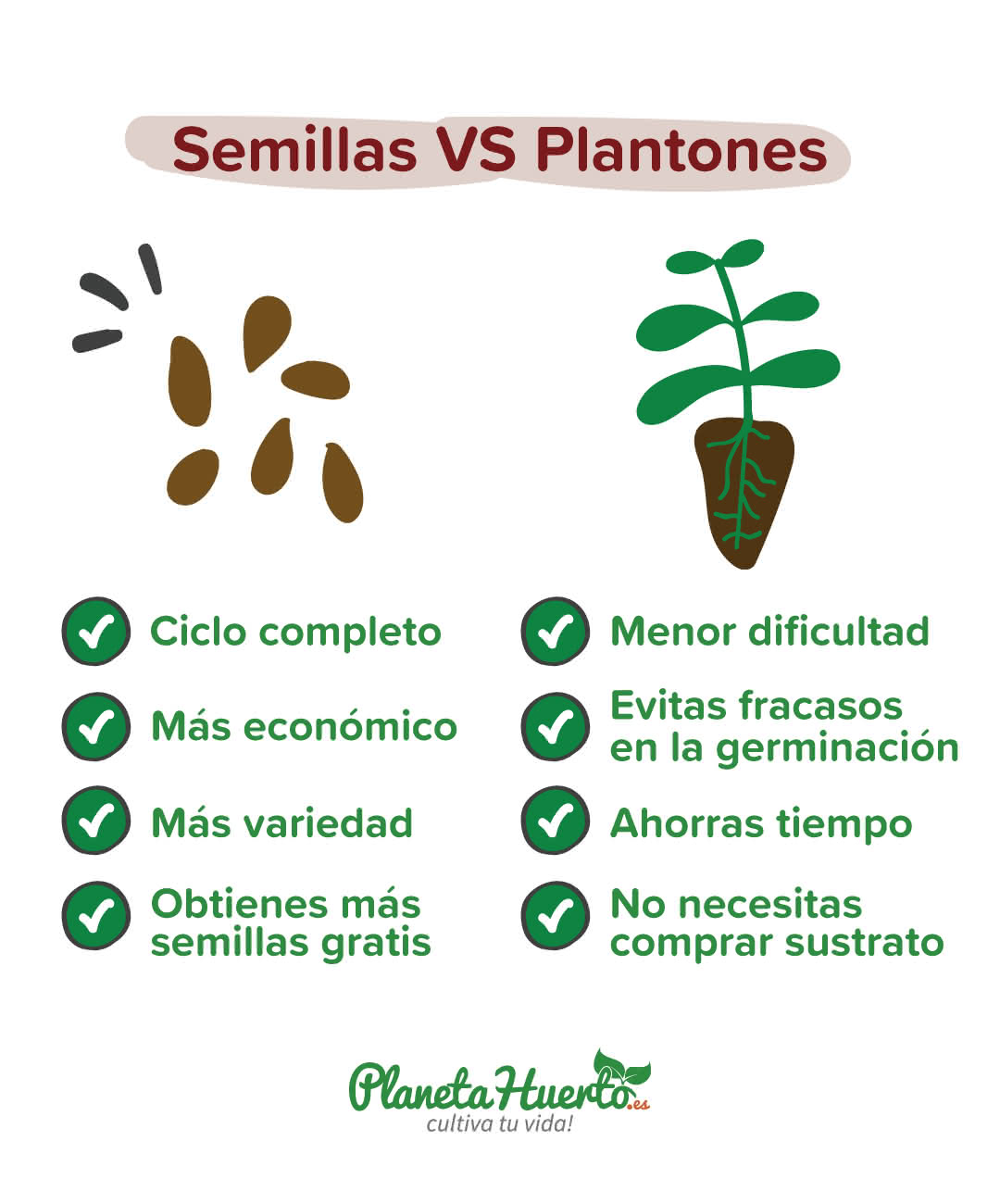 Semillas o Plantón